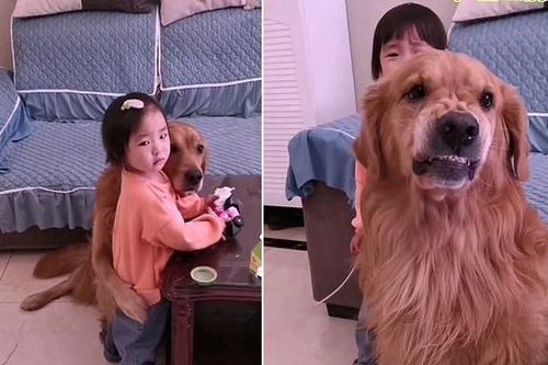 Thấy cô chủ nhỏ bị mắng, chú chó liền chạy lại ôm ấp, vỗ về