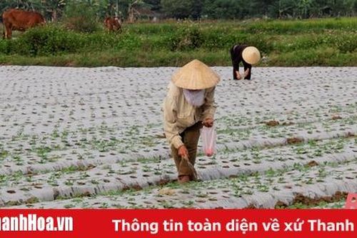 Thanh Hóa chỉ đạo khắc phục vụ đông sau mưa, bão