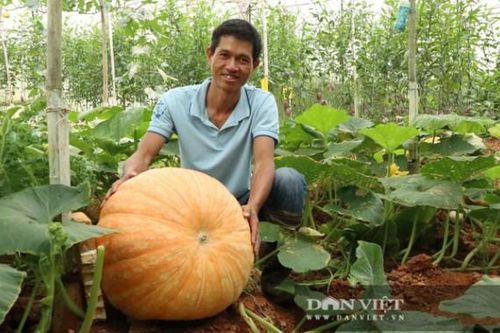 Lâm Đồng: Anh nông dân Đà Lạt trồng kiểu gì mà trái bí ngô nặng tới gần cả tạ?