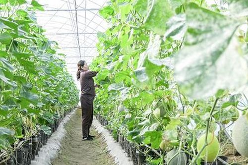 Phát triển nông nghiệp ứng dụng công nghệ cao: Cần những giải pháp bứt phá