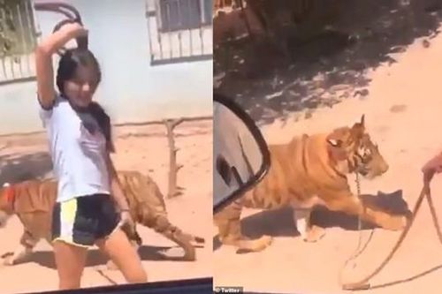 Người đi đường phát hoảng khi một cô bé dẫn hổ đi dạo, còn khoe ở nhà mình có con hổ nữa