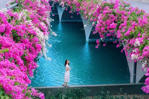 Hà Nội: Cây cầu hoa giấy bất ngờ bung nở trở lại, check-in 'sương sương' có ngay ảnh đẹp!