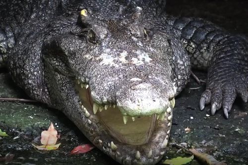 Ngôi chùa nuôi cá sấu ở Thái Lan