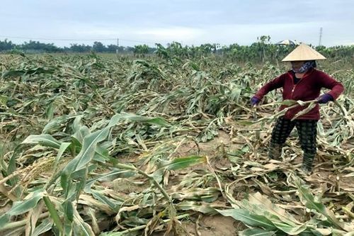 Xác xơ vựa rau quả, hoa màu vùng rốn lũ Đại Lộc