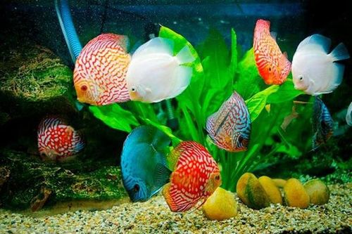 Nuôi cá phong thủy, may mắn đầy nhà: Chăm sóc kỳ công, vất vả thế nào?