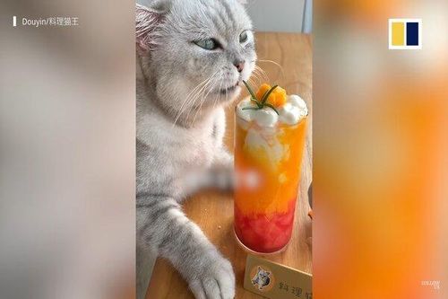 'Chú mèo đầu bếp' gây chấn động mạng xã hội