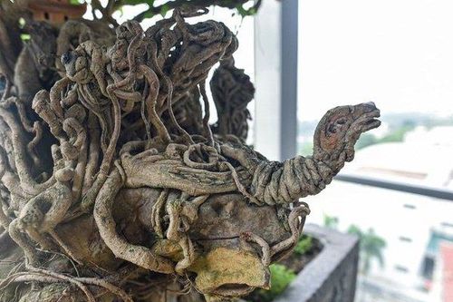 Cây sanh cổ thế 'quái' hiếm gặp khiến đại gia ôm tiền tỷ đợi mua cây