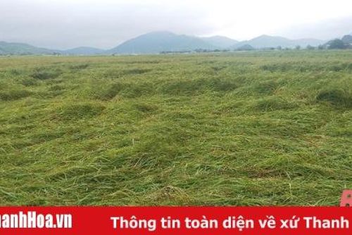 Thanh Hóa: Khoảng 120 ha cây trồng bị đổ, ngập do mưa, bão