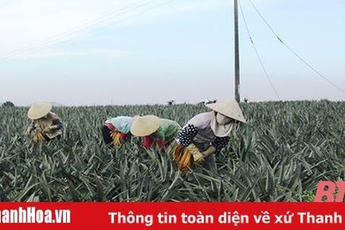 Phát triển vùng nguyên liệu gắn với chế biến nông sản
