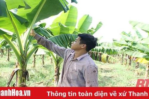 Phát triển cây chuối tiêu hồng trên đất Vĩnh Lộc