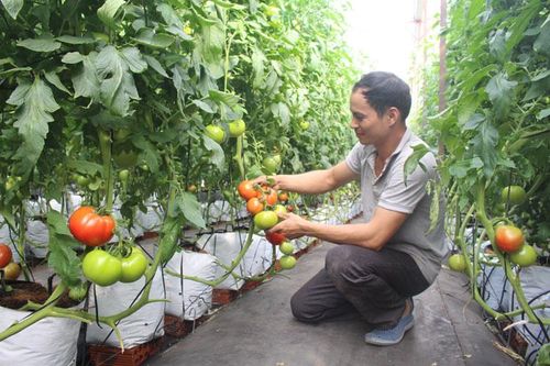 Nông nghiệp công nghệ cao Đức Trọng - những bước tiến bền vững