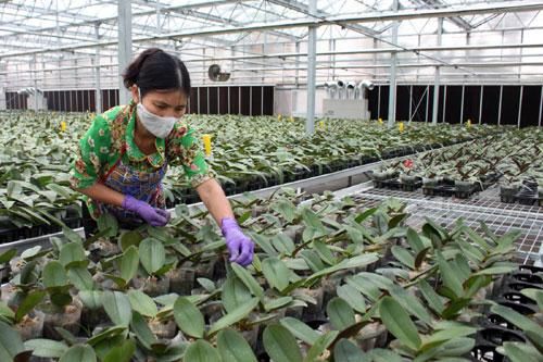 Trung tâm Khuyến nông Hà Nội triển khai 22 mô hình nông nghiệp công nghệ cao