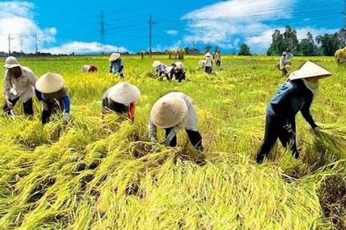 Bà đỡ cho nông nghiệp
