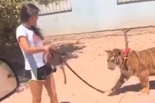 Phát hoảng cảnh nuôi cả đàn 'chúa sơn lâm' trong nhà làm... thú cưng