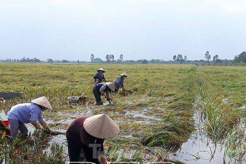 Thái Bình, Nam Định thiệt hại gần 10.000 ha lúa vì mưa lớn