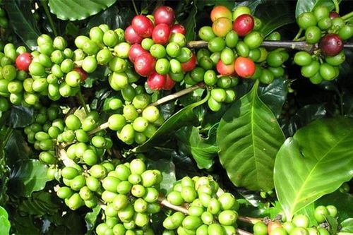 Điện Biên chú trọng phát triển sản xuất gắn với chế biến nông sản