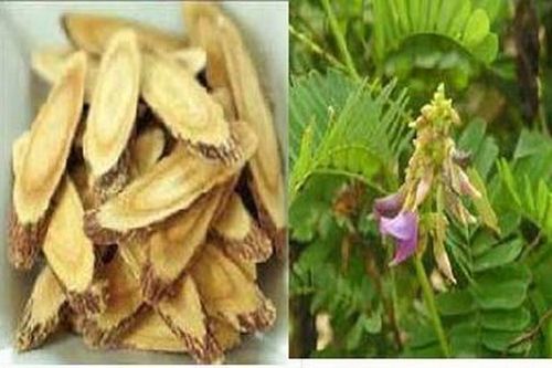 Bài thuốc chữa viêm lợi, hôi miệng