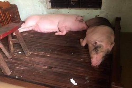 Người dân Quảng Bình cho heo ngủ trên giường vì lũ lớn