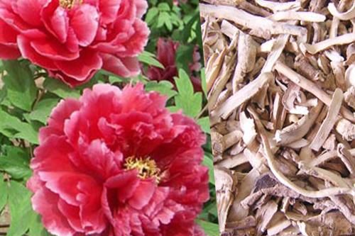 Đơn bì - vị thuốc nhiều công dụng