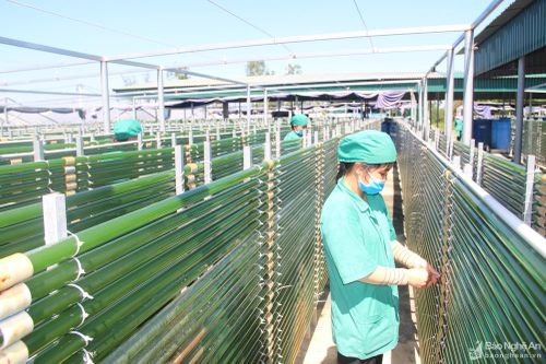Công bố nhận diện thương hiệu tảo xoắn Việt Nam - Vastcom