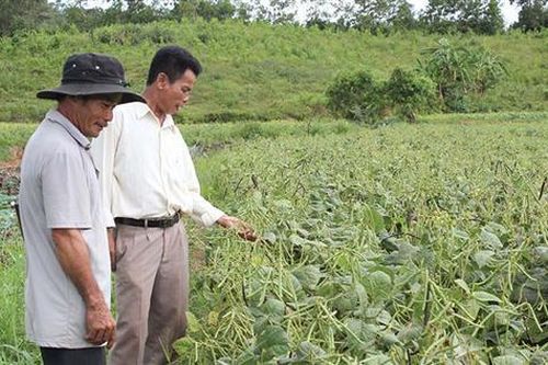 Đẩy mạnh phong trào nông dân thi đua sản xuất kinh doanh giỏi ở Triệu Phong