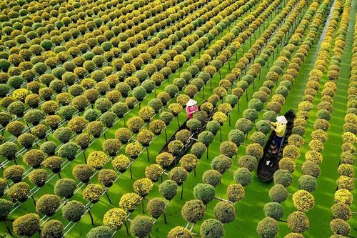Sắc màu làng hoa Sa Đéc