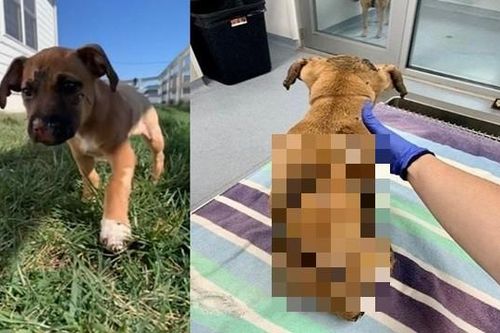 Thanh niên nhẫn tâm đốt cái chuồng bằng nhựa, mặc dù chú chó nhỏ của mình ở trong chuồng