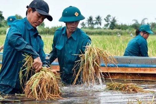 ĐBSCL: Mưa lớn kéo dài gây thiệt hại nhiều diện tích lúa