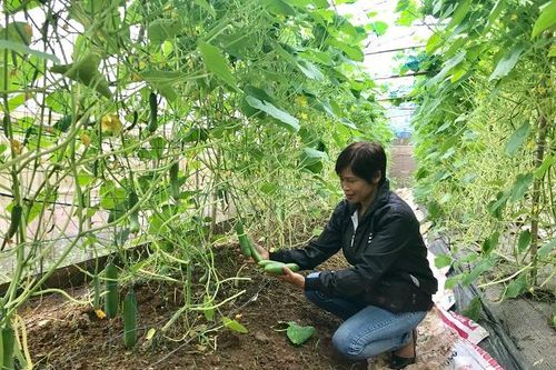 Đan Phượng phát triển nông nghiệp công nghệ cao