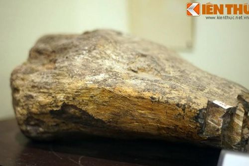 Cận cảnh hóa thạch khủng long thứ thiệt giữa Hà Nội