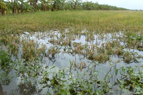 Kiên Giang: Hàng ngàn héc ta lúa, nuôi trồng thủy sản bị ảnh hưởng do bão