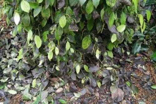 Bàn cách phục hồi kinh tế sau đại dịch, nông dân Tây Nguyên vẫn lo phân bón giả