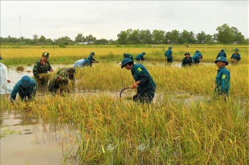 Bộ đội, dân quân tự vệ ngâm mình dưới nước giúp dân cắt lúa