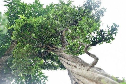 Độc đáo cây cảnh mai chiếu thủy tiền tỷ có thân vặn xoắn ốc