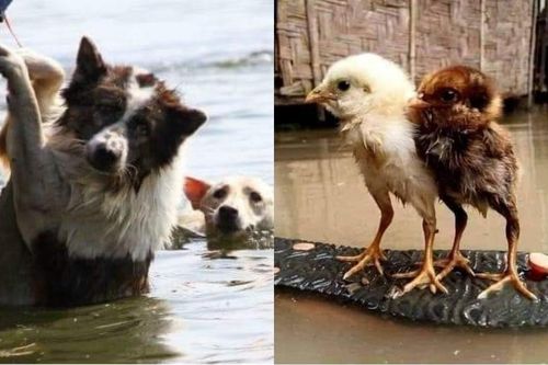 Chó mẹ 'lội lụt' tha con: Miền Trung người còn chạy sống từng ngày, vật nuôi cũng phải 'tự lực cánh sinh'