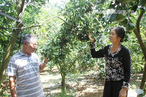 Nông dân Nà Mường giúp nhau phát triển kinh tế