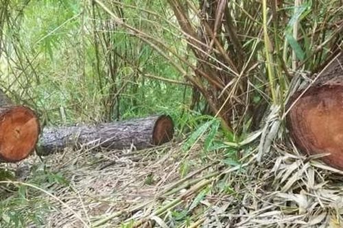 Vụ khai thác gỗ gần 2 chốt bảo vệ rừng: Phát hiện 3 điểm phá rừng