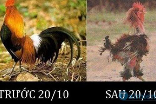 Ảnh chế 'bá đạo' về ngày 20/10 khiến dân mạng cười lăn