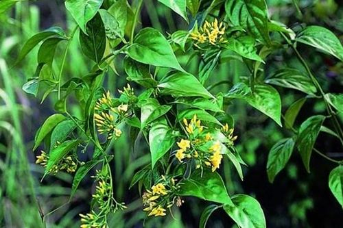 Đề nghị truy tố kẻ đầu độc 5 người hàng xóm chỉ vì 500 nghìn đồng