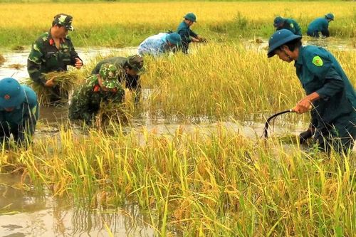 ĐBSCL thất mùa lúa vì mưa dầm