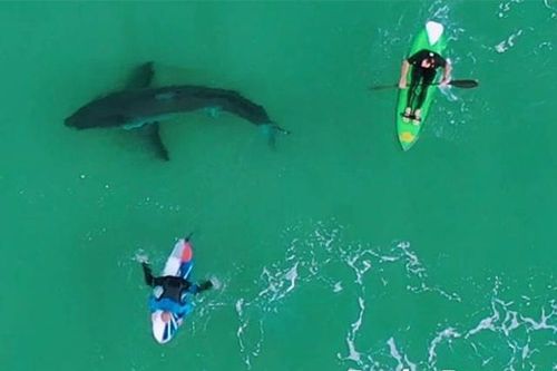Drone cảnh báo cá mập tấn công người lướt ván