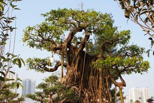 Chiêm ngưỡng cây sanh được 'hét giá' 2,5 tỷ đồng