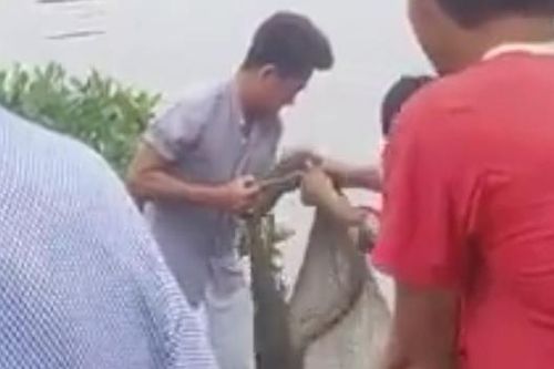 Phát hiện cá sấu nghi sổng chuồng vào trong vuông tôm