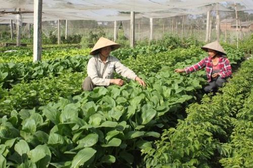 Bắc Giang: Trồng rau, hoa trong nhà lưới, công ty thu mua hết, nhiều nông dân thu tiền tỷ
