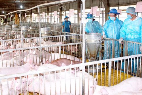 Xây dựng ngành chăn nuôi hiện đại, bền vững