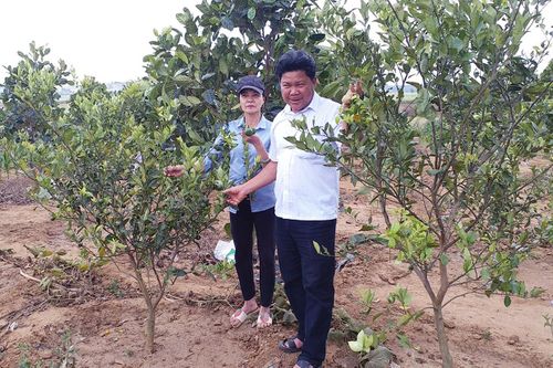 Kbang chuyển đổi diện tích mía sang trồng cây ăn quả