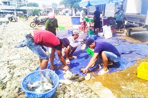 Lo mưa lụt, người dân bán tháo cá lồng bè