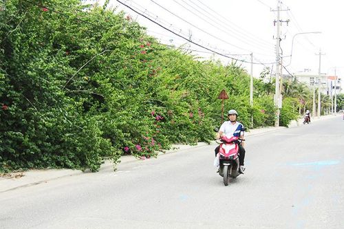 Hoa giấy bít kín vỉa hè