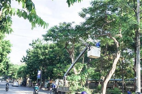 Cắt tỉa cây xanh đô thị để đảm bảo an toàn trong mùa mưa bão