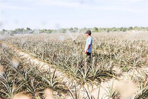 Cần tạo tính bền vững trong liên kết sản xuất nông nghiệp